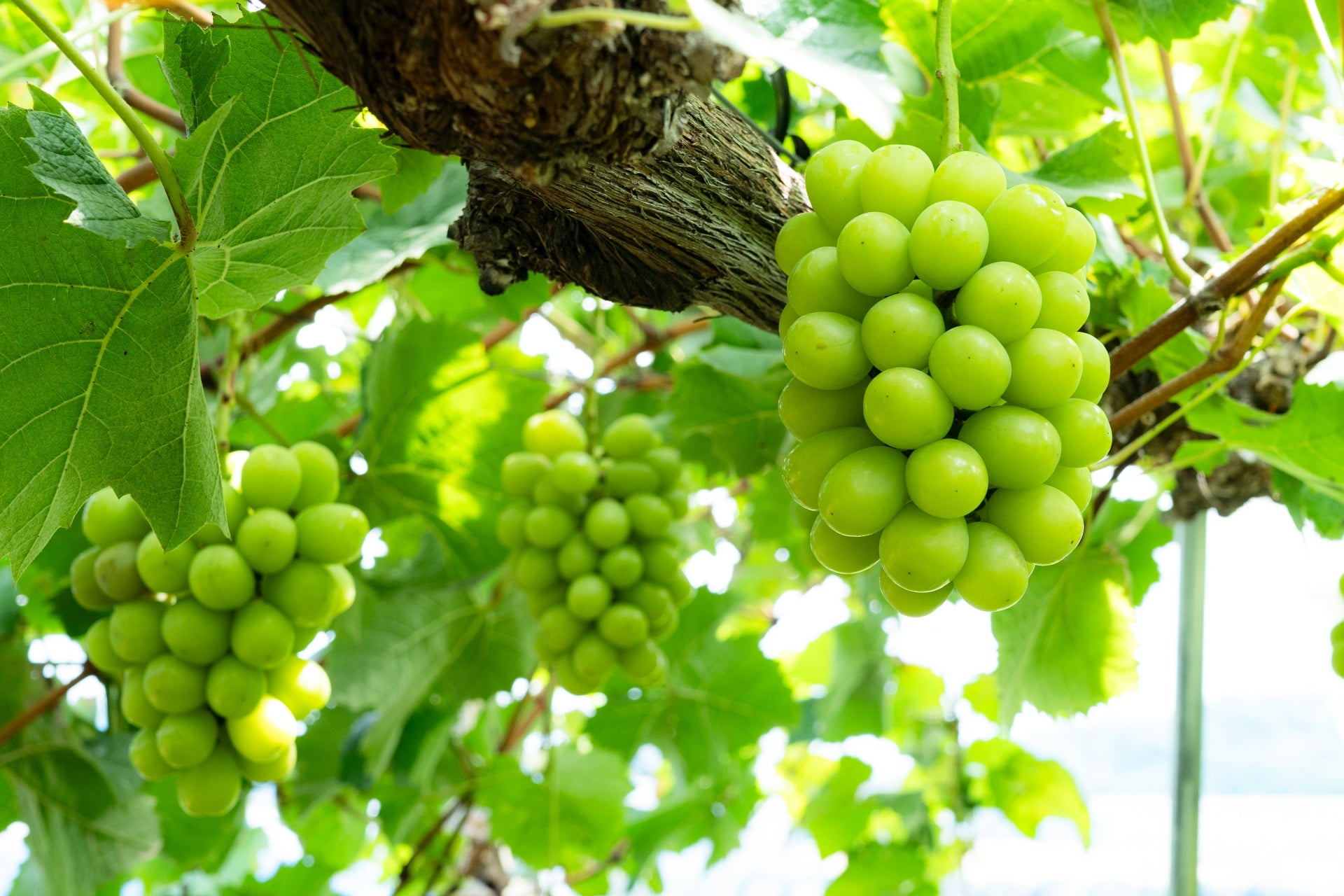 Shine Muscat grapes                    Grown in Japan