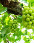 Shine Muscat grapes                    Grown in Japan